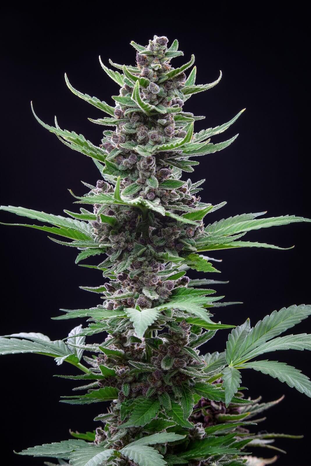 Tropicana Cookies Auto Autofloreciente de Fast Buds