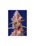 Tropicanna Poison F1 Fast Version®
