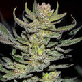 Unknown Kush Regular ®