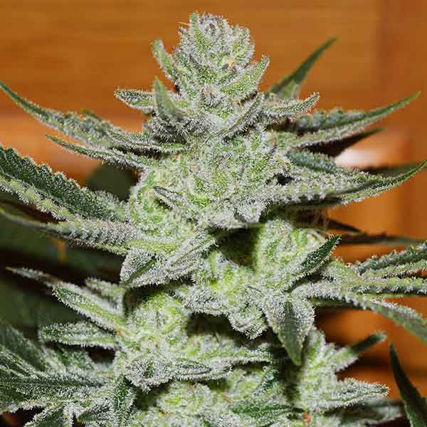 Unknown Kush ®