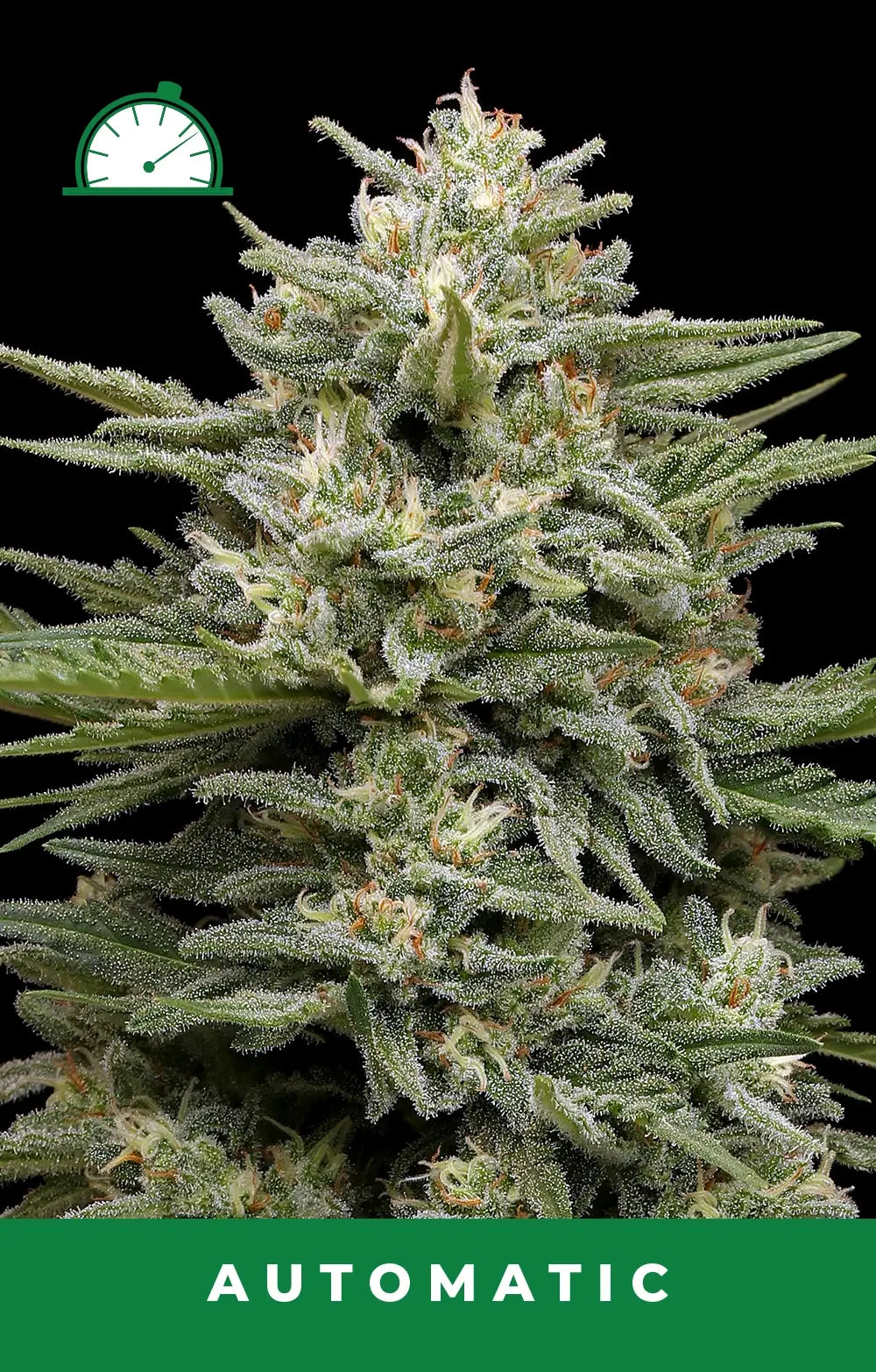 Vanilla Latte Auto Autofloreciente de Humboldt Seed Company
