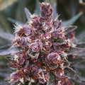 Violeta Regular