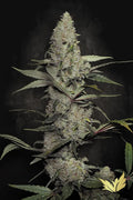 Wappa Feminizada de Paradise Seeds