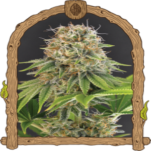 Wedding Monkey Strain