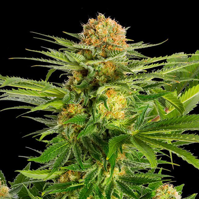 White Domina