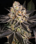 White Runtz Strain