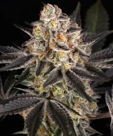 White Runtz Strain
