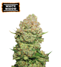 White Widow Feminized Cannabis Seeds