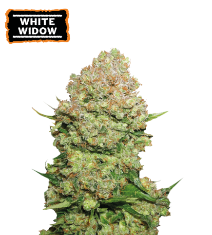 White Widow Feminized Cannabis Seeds