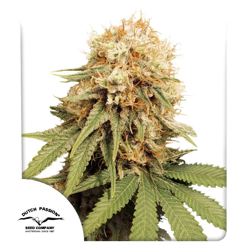 White Widow