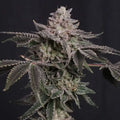 Z42 Feminizada de Fast Buds