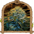 Z&Z Strain