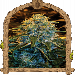 Z&Z Strain