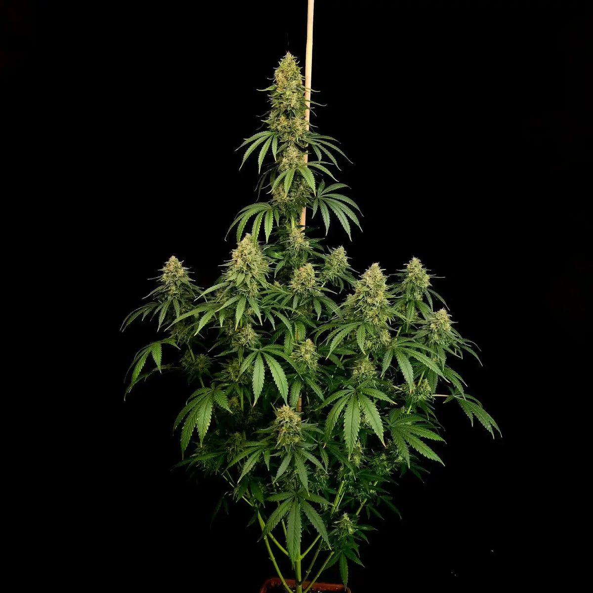 Zesty Bliss Feminizada de Paradise Seeds