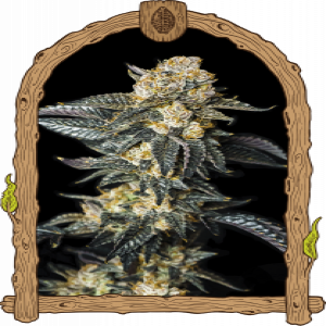 Zkittaberry Auto Strain