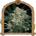 Zkittalicious Auto Strain