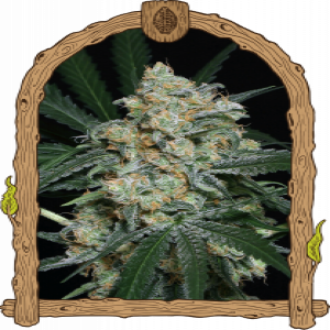 Zkittalicious Auto Strain