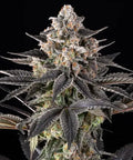 Zoap Strain