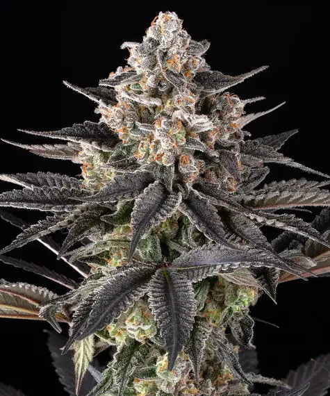 Zoap Strain