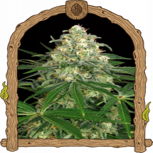 Z&Z Auto Strain